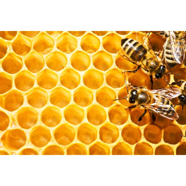 Bee Hive Background 1 Thumbnail