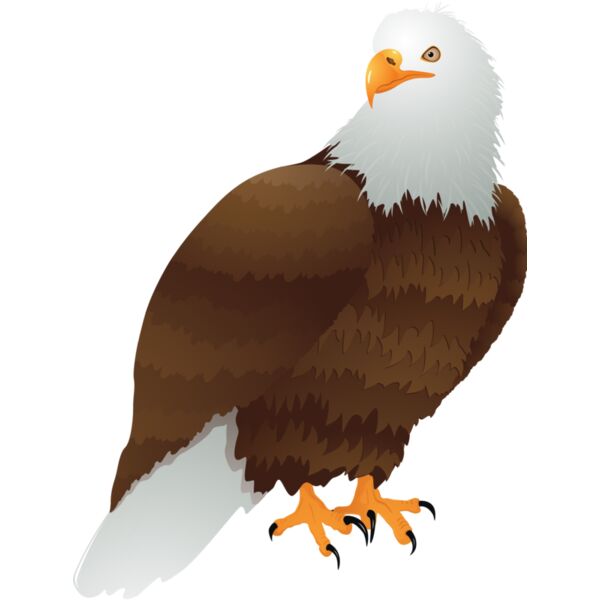 USA America Bald Eagle 2 Thumbnail
